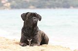 CANE CORSO 600